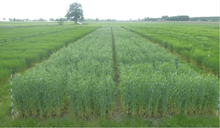 Probefeld Saatzuchtbetrieb Cultivari