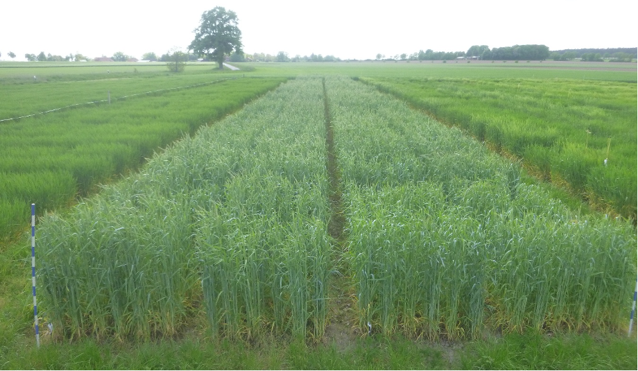 Win Saatzucht Probefeld von der Firma Cultivari